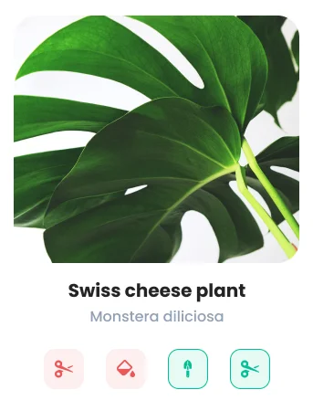 Swiss cheese plant — Monstera deliciosa